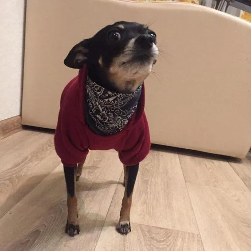 Professional title: "Winter Pet Hoodie Coat for Small Dogs and Cats - Cotton Jacket with Sporty Design"